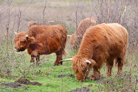 schotse hooglander (Bos taurus) 12-2017 8618